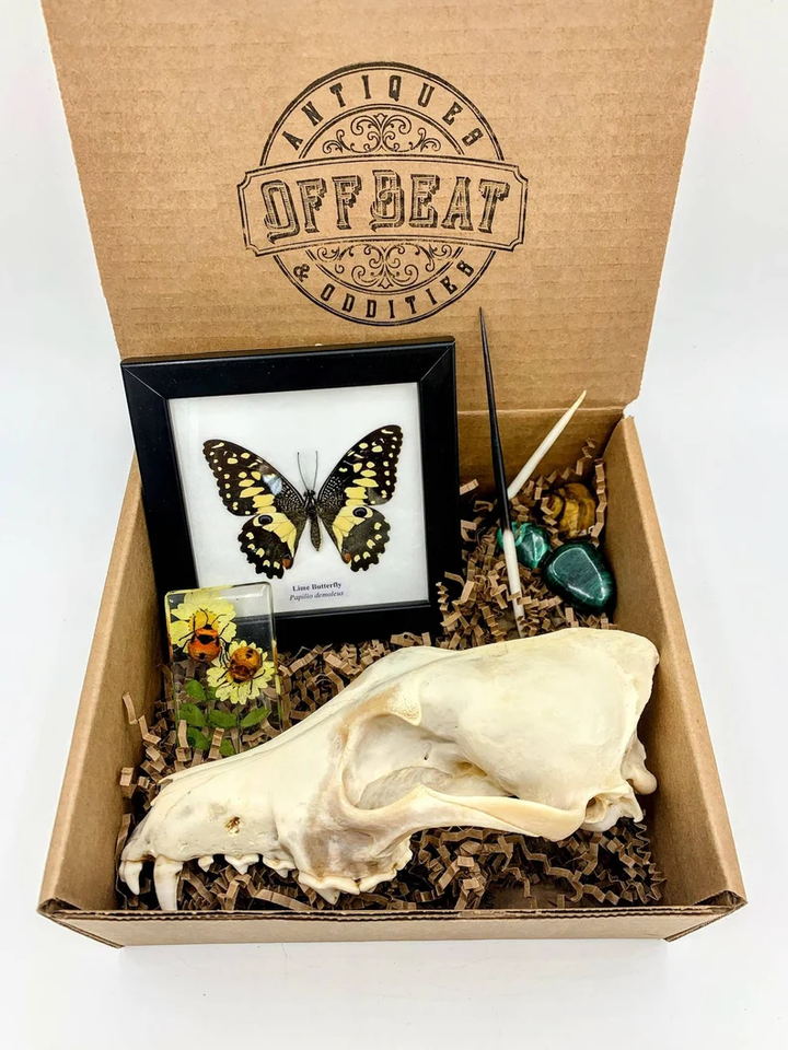 Oddities and Mystery Box - Curiosity Collection |Naturalist | Gothic | Macabre | Witch | Dark Academia l Insects | Taxidermy | Bones |