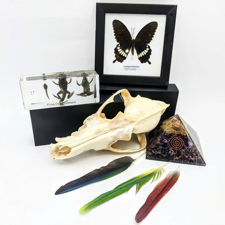 Oddities and Mystery Box - Curiosity Collection |Naturalist | Gothic | Macabre | Witch | Dark Academia l Insects | Taxidermy | Bones |