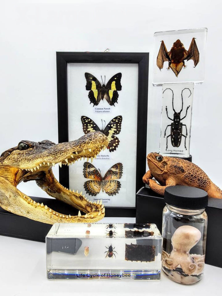 Oddities and Mystery Box - Curiosity Collection |Naturalist | Gothic | Macabre | Witch | Dark Academia l Insects | Taxidermy | Bones |