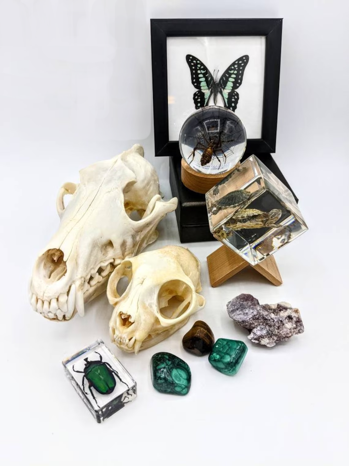 Oddities and Mystery Box - Curiosity Collection |Naturalist | Gothic | Macabre | Witch | Dark Academia l Insects | Taxidermy | Bones |