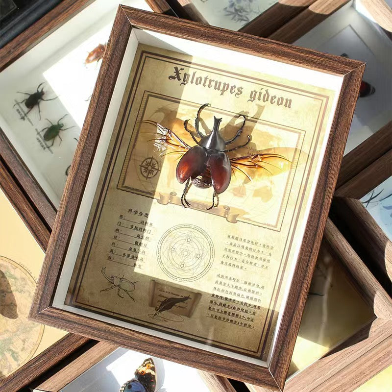 Oddities and Mystery Box - Curiosity Collection |Naturalist | Gothic | Macabre | Witch | Dark Academia l Insects | Taxidermy | Bones |